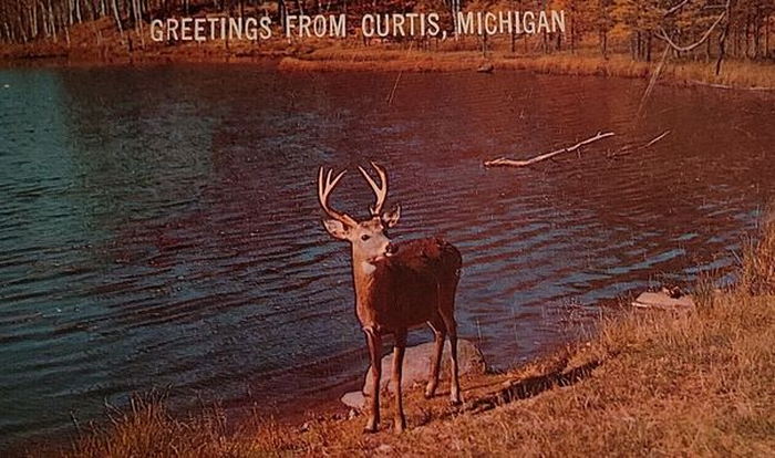 Curtis - Vintage Postcard